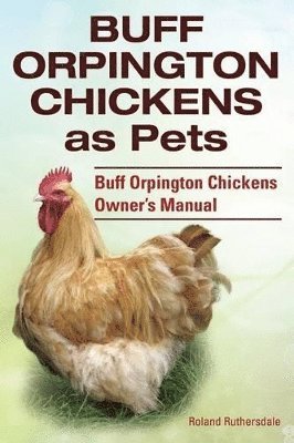 bokomslag Buff Orpington Chickens as Pets. Buff Orpington Chickens Owner's Manual.