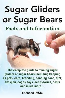 Sugar Gliders or Sugar Bears 1