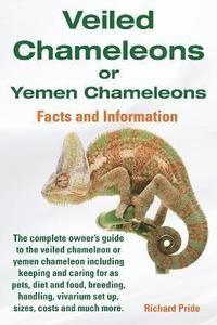 bokomslag Veiled Chameleons or Yemen Chameleons