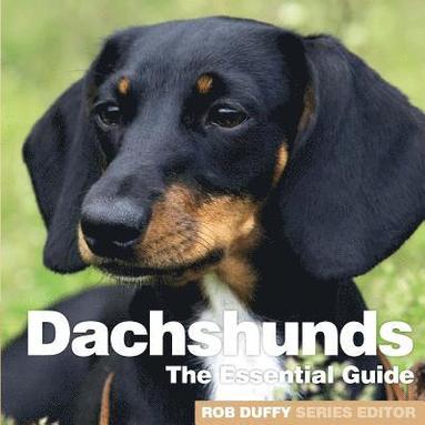 bokomslag Dachshunds