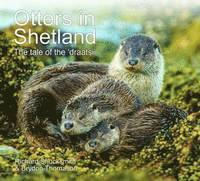 Otters in Shetland