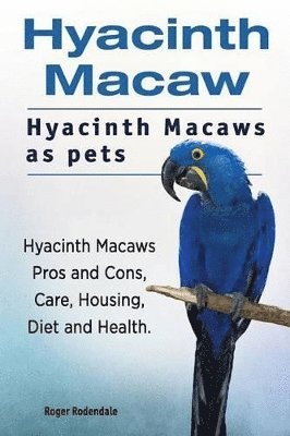 Hyacinth Macaw. Hyacinth Macaws as pets. Hyacinth Macaws Pros and Cons, Care, Housing, Diet and Health. 1