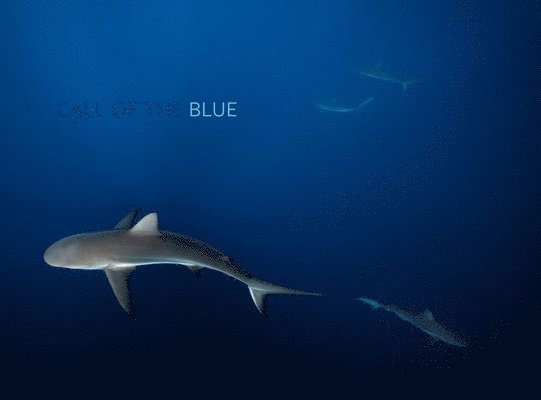 Philip Hamilton - Call of the Blue, Inbunden