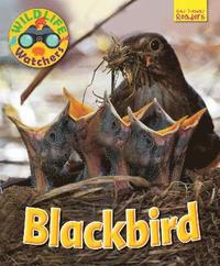 bokomslag Wildlife Watchers: Blackbird