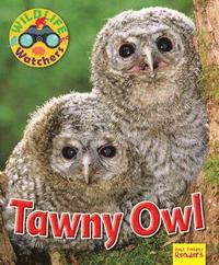 bokomslag Wildlife Watchers: Tawny Owl