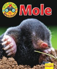 bokomslag Wildlife Watchers: Mole