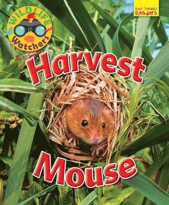 Wildlife Watchers: Harvest Mouse 1