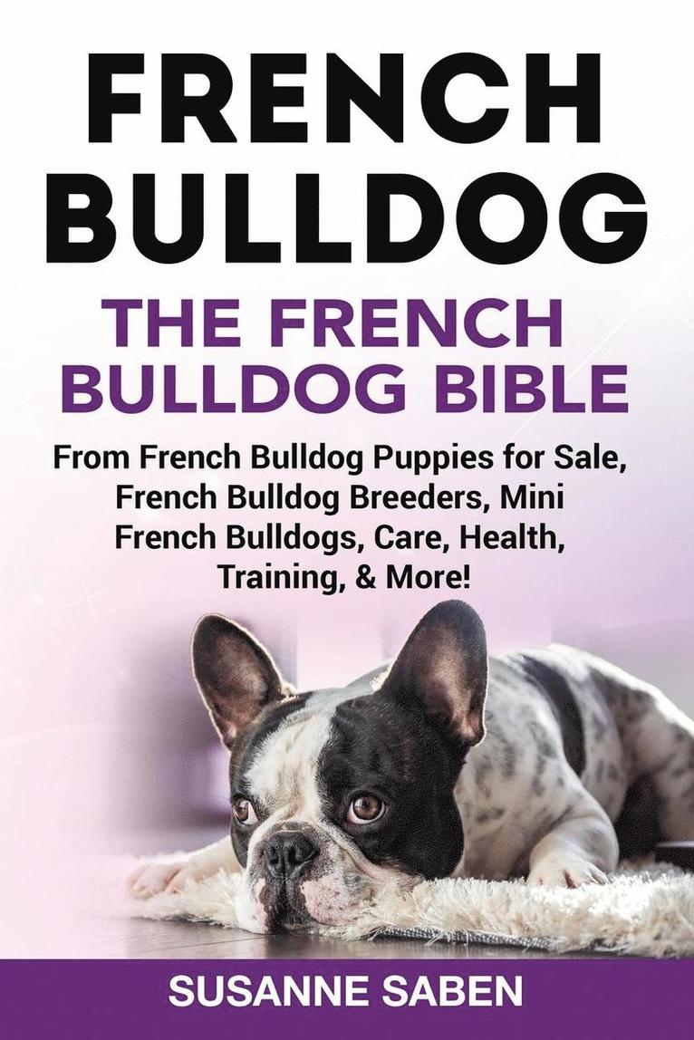 French Bulldog 1