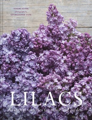 Lilacs 1