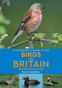 bokomslag A Naturalist's Guide to the Birds of Britain and Northern Europe (2nd edition)