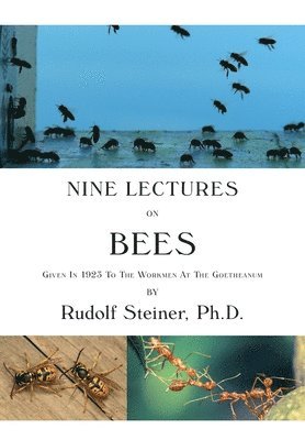 bokomslag Nine Lectures on Bees