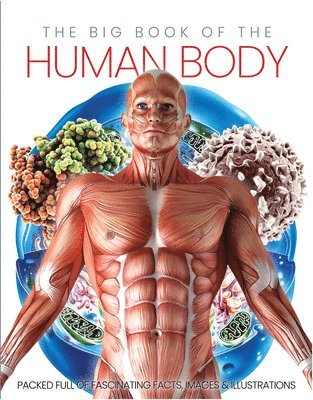 Katherine Marsh, Katharine Marsh - Big Book of the Human body, Inbunden