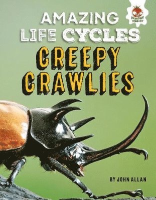 bokomslag Amazing Life Cycles-Minibeasts