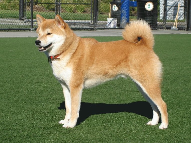 Matthew Masterson - Shiba Inu Bible And Shiba Inus, Häftad