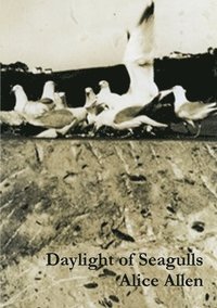 bokomslag Daylight of Seagulls