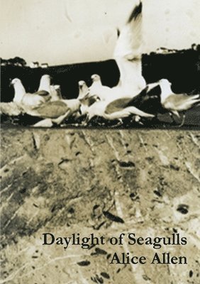 Alice Allen - Daylight of Seagulls, Häftad