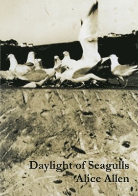 Daylight of Seagulls 1