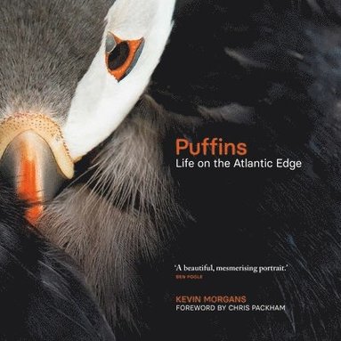 bokomslag Puffins