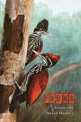 Fauna 1