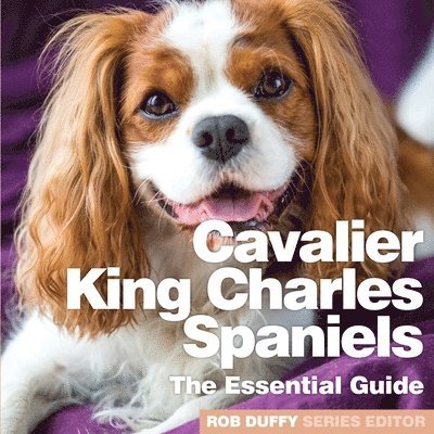 Cavalier King Charles Spaniels 1