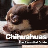 bokomslag Chichuahuas