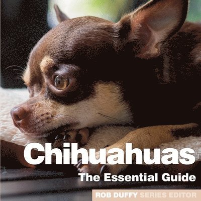 Chichuahuas 1