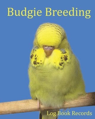 Budgie Breeding 1