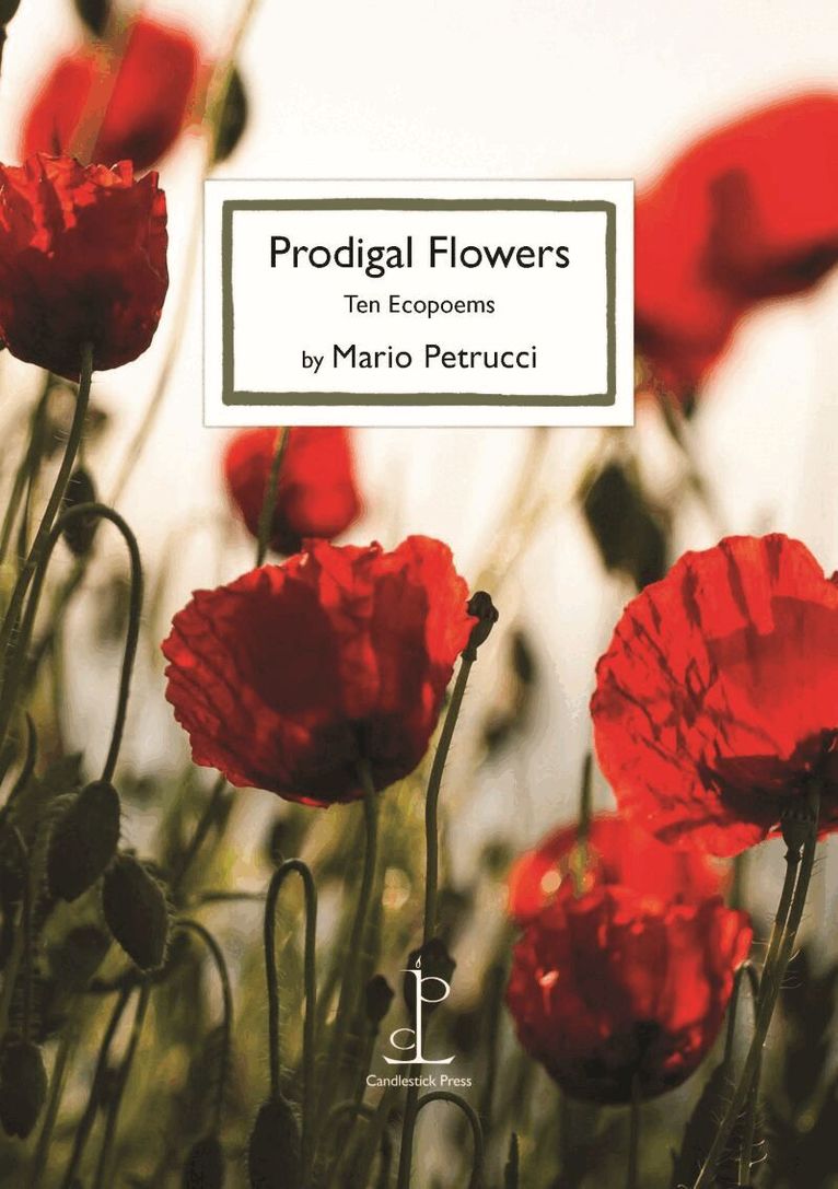 Mario Petrucci - Prodigal Flowers, Häftad