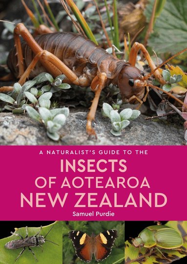 Samuel Purdie - Naturalist's Guide To The Insects Of Aotearoa New Zealand, Häftad
