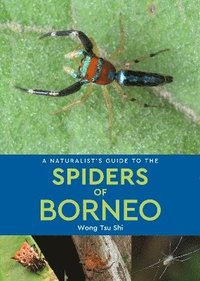 bokomslag Naturalist's Guide to the Spiders of Borneo
