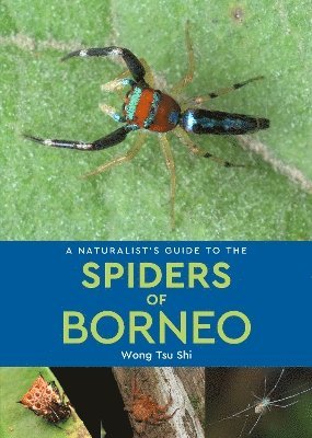 bokomslag Naturalist's Guide to the Spiders of Borneo