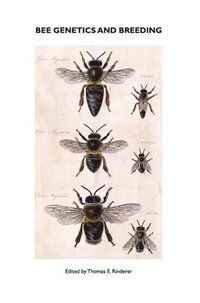 bokomslag Bee Genetics and Breeding