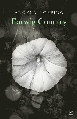 Earwig Country 1