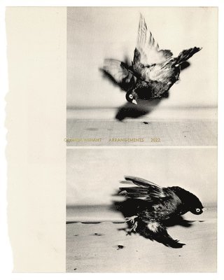 Carmen Winant: Arrangements, Häftad