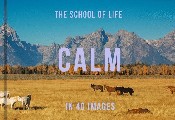 Calm in 40 Images 1