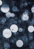 Alison McCauley - Shimmers, Häftad