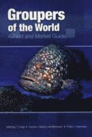 bokomslag Groupers of the World