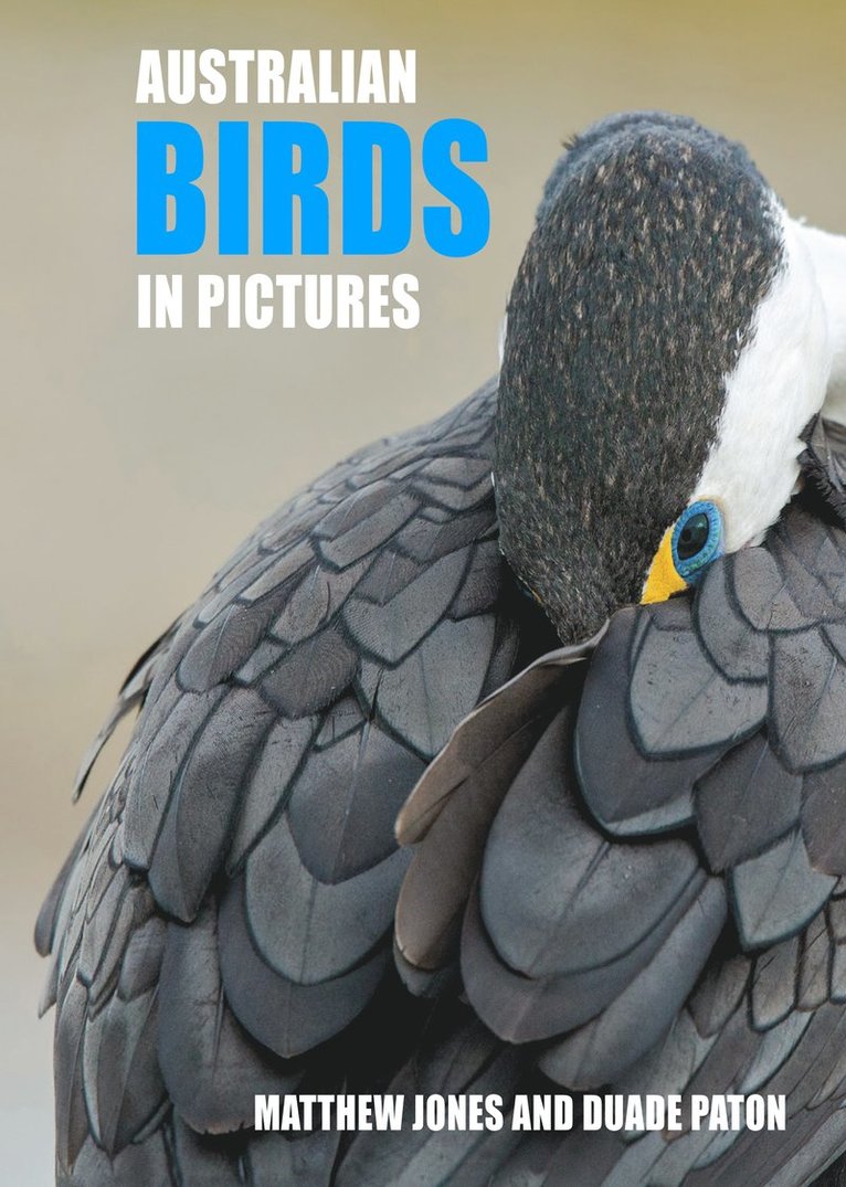 Mathew Jones, Duade Paton, Matthew Jones - Australian Birds in Pictures, Inbunden