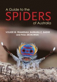 bokomslag Guide to Spiders of Australia