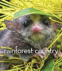bokomslag Rainforest Country