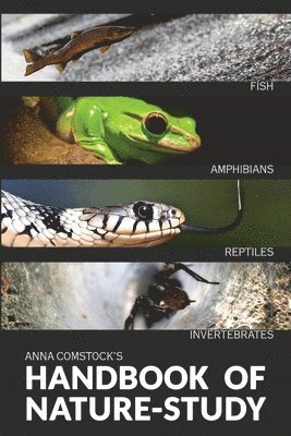 Anna Comstock - Handbook Of Nature Study in Color - Fish, Reptiles, Amphibians, Invertebrates, Häftad