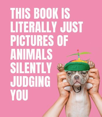 This Book is Literally Just Pictures of Animals Silently Judging You 1