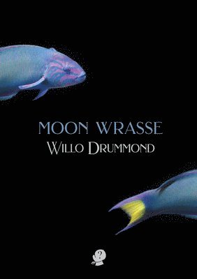 Moon Wrasse 1