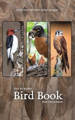 bokomslag The Burgess Bird Book with new color images