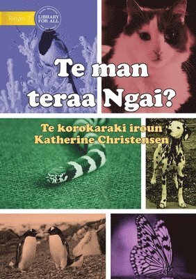 bokomslag What Animal am I? - Te man teraa Ngai? (Te Kiribati)