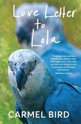 Carmel Bird - Love Letter to Lola, Häftad