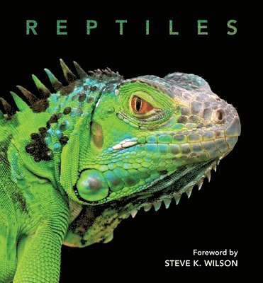 Reptiles 1