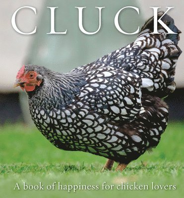 Cluck 1