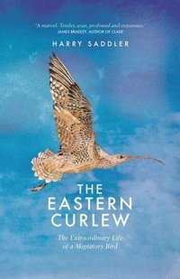 bokomslag Eastern Curlew