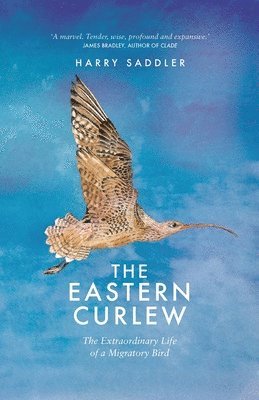The Eastern Curlew 1
